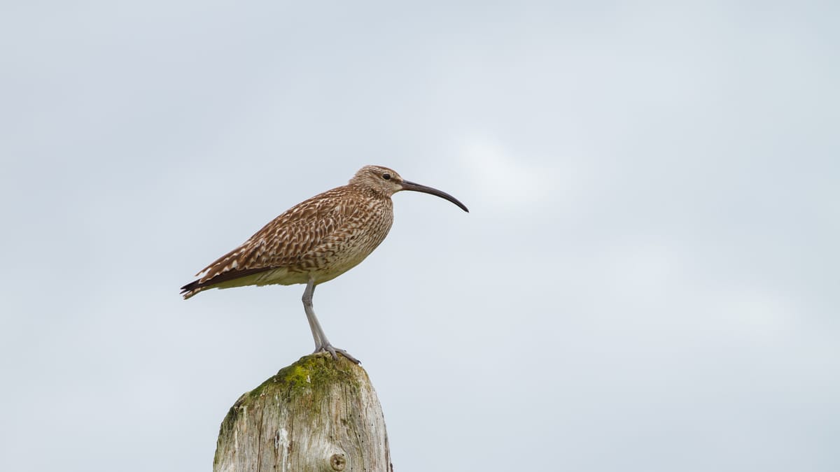 Male curlew on a wooden post.