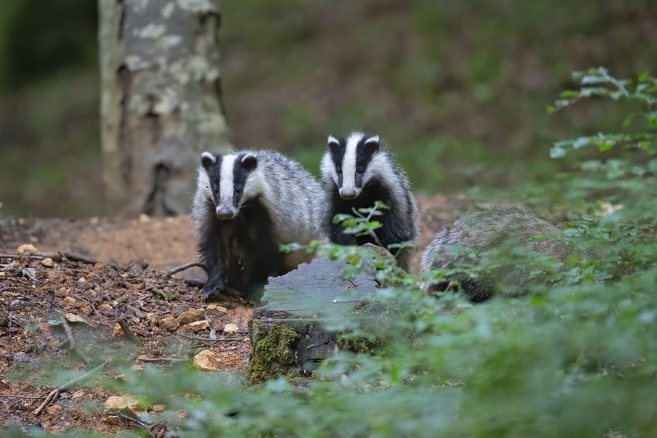 Protected species surveys
